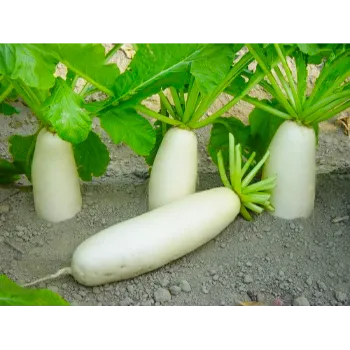 Organic Radish 